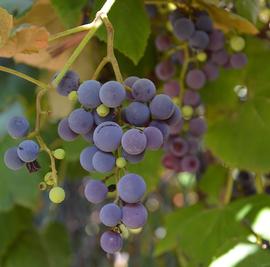   Infructescence:   Vitis vinifera ; Photo by Irene Grassi, flickr.com
